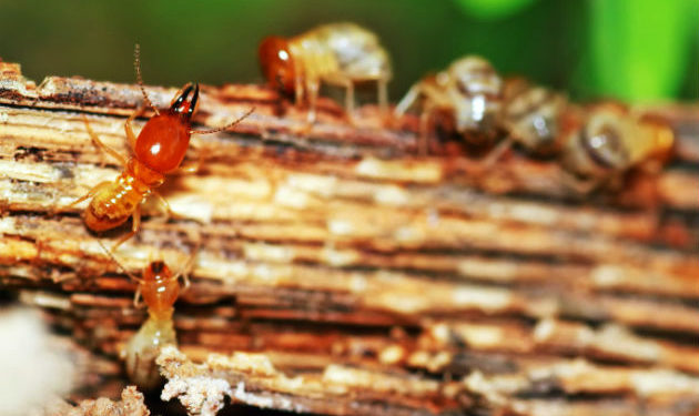 Descrição da imagem