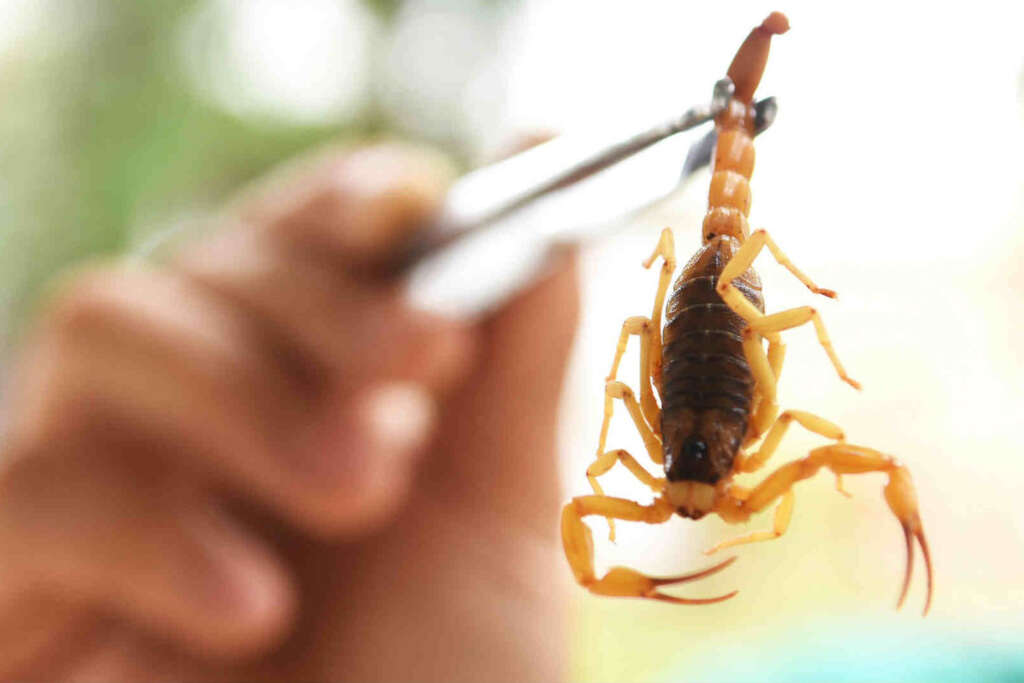 Descrição da imagem