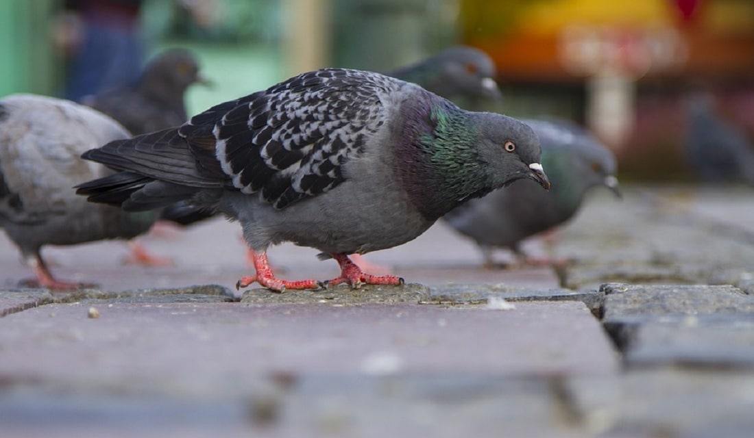 Descrição da imagem